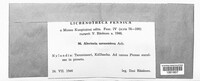 Alectoria sarmentosa image
